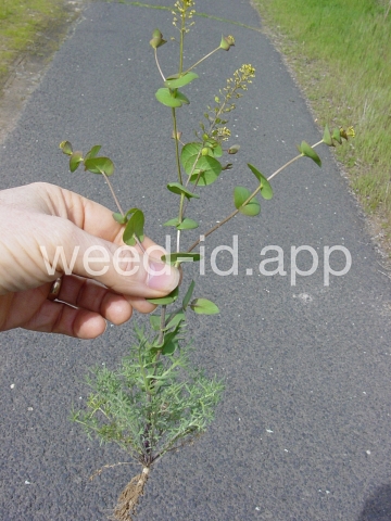 pepperweed, clasping